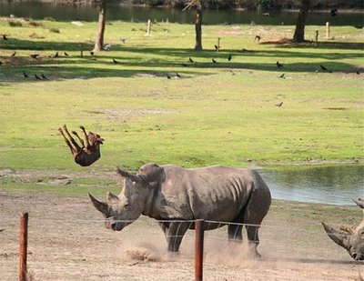 rhino wrestling in handicap match