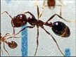 AP photo of a fire ant