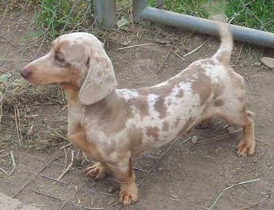 a german breed of dog with a long body and short legs