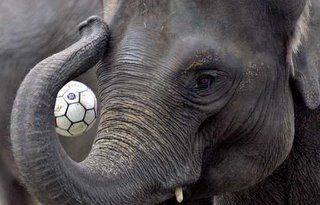 Elefante Futebolista