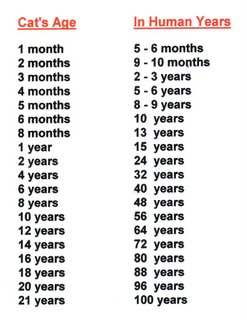 Cat Years To Human Years Conversion Chart