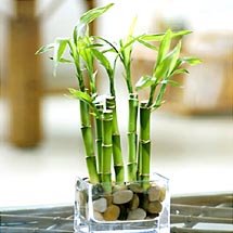 lucky bamboo disease