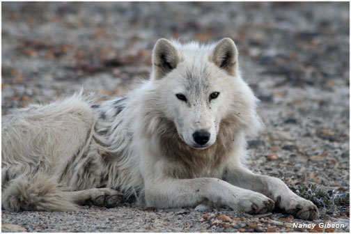 young cream colored wolf