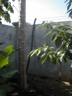papayas, La Ceiba, Honduras