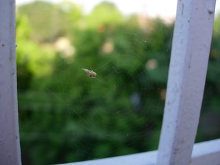 Spider web. Photograph by Paritosh Uttam.