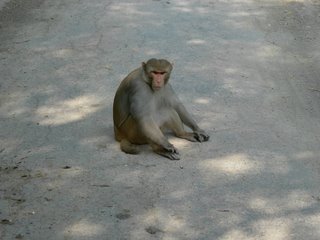 Monkey in Bharatpur. Photograph by Paritosh Uttam