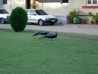 Peacock. Photograph by Paritosh Uttam.