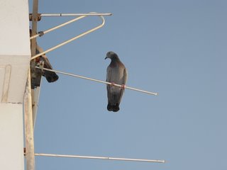 Pigeon. Photograph by Paritosh Uttam.
