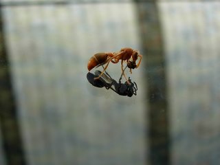 Wasp on car window. Photograph by Paritosh Uttam