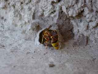 Yellowjacket wasp. Photograph by Paritosh Uttam