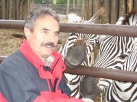 Katona Kálmán éppen a budapesti zebrákkal törődik (Forrás: mdf-budapest.hu)