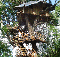 wild canopy