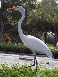 Great White Heron knows focus