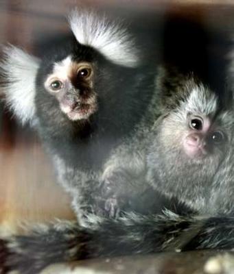 Sneaky Little Buggers, Marmosets!