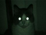 My cat, Clark Kent; night shot