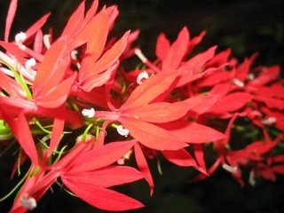 Red Lobelia or Cardinal Flower