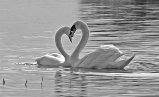 Heart of Swans