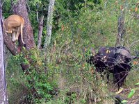 Buffalo holding Lion hostage, Masai Mara, Kenya safari wildlife