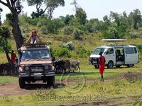 Minibus and Jeep Safari, Masai Mara, Kenya