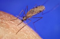 Mosquito, courtesy of US Centers for Disease Control and Prevention, Wikipedia