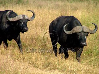 Buffaloes, Masai Mara, Kenya safari wildlife