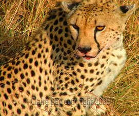 Cheetah, Masai Mara, Kenya safari wildlife