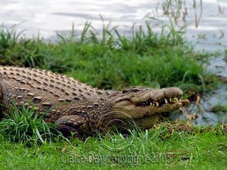 Crocodile on the Mara River, Masai Mara, Kenya safari wildlife