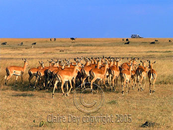 Impala and other herbivores, Masai Mara, Kenya safari wildlife