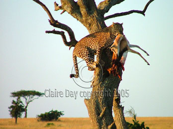 Leopard with gazelle kill, Masai Mara, Kenya safari wildlife