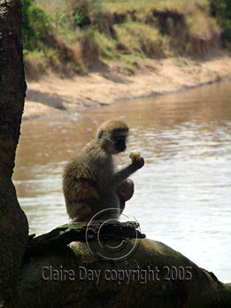 Monkey eating bread roll, Masai Mara, Kenya safari wildlife