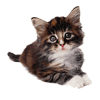 Meow!