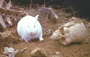 Killer Rabbit from Monty Python