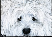 West Highland White Terrier Dog