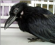 A photo of the oldest known Crow named Tata