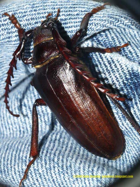 What is a hissing beetle?