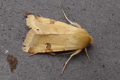 Bordered straw