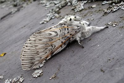 puss moth
