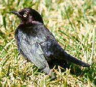 Brewer's blackbird male