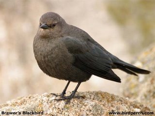 Brewer's blackbird female