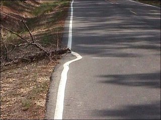 tree in road