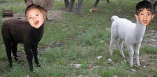 Llamakinder!