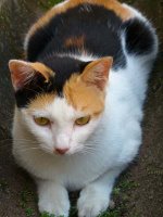 Shelly, the tri-colored female feline.