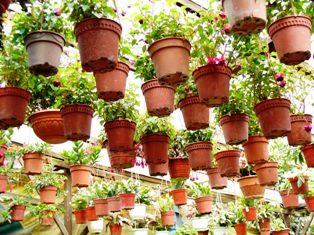 Strawberry Potted Pattern Plants