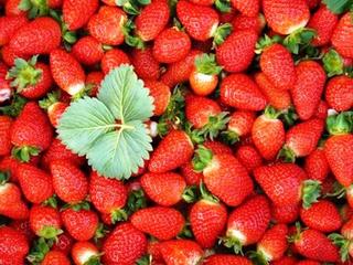 Strawberries galore!