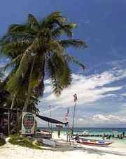 Above: Coconut trees providing shade at a beach along an island.
