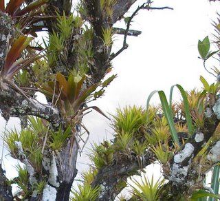 Epiphytes on tree near San Ramon