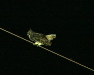 Hoot owl, by shawn kielty © 2005 Shawn Kielty. All rights Reserved. 