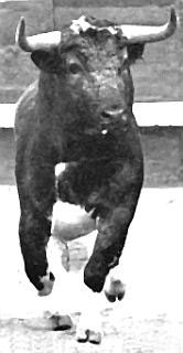 Un toro de Luciano Cobaleda