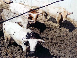 Novillos de Fernando Palha en Céret