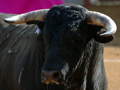 La cabeza entera del toro de Palha